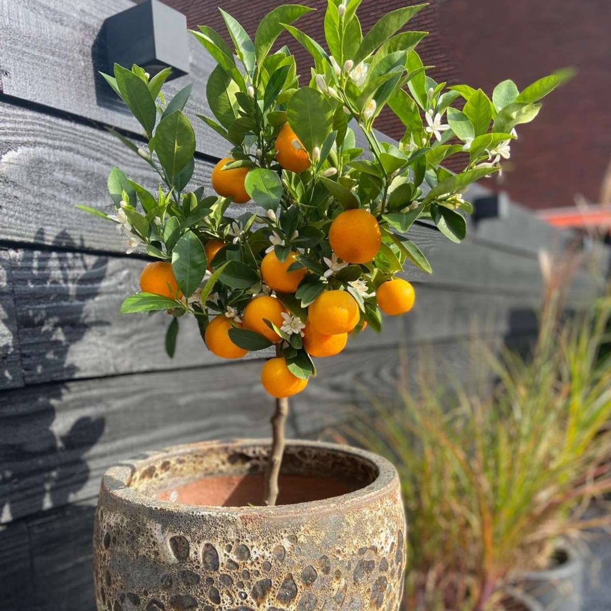Portocal - 3 buc. - Citrus mitis Calamondin - Înălţime 25-40cm - ⌀9cm