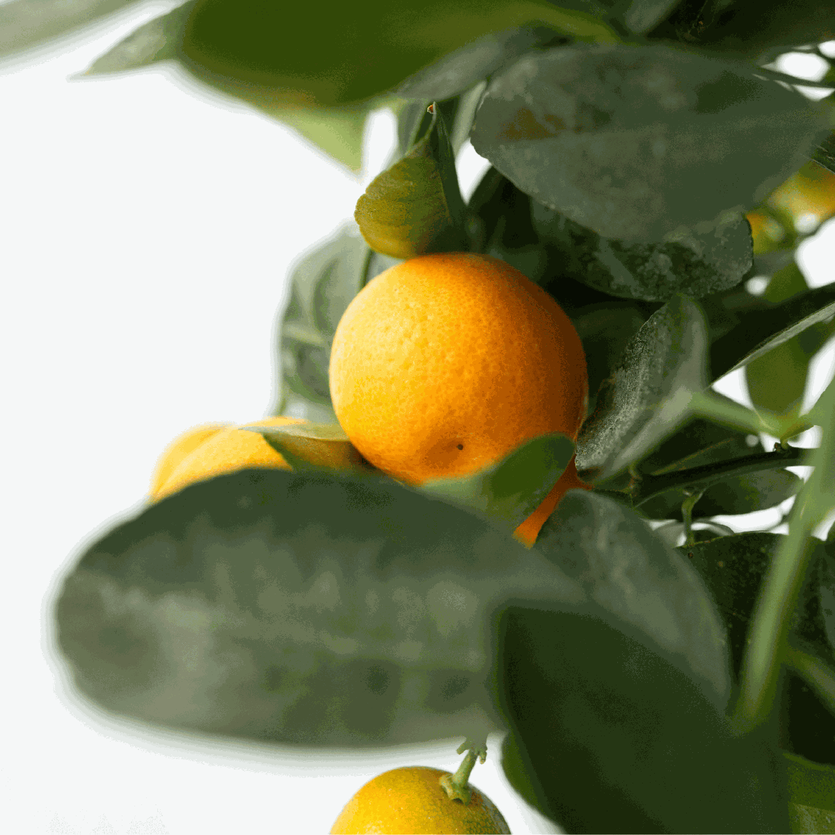 Portocal - 3 buc. - Citrus mitis Calamondin - Înălţime 25-40cm - ⌀9cm