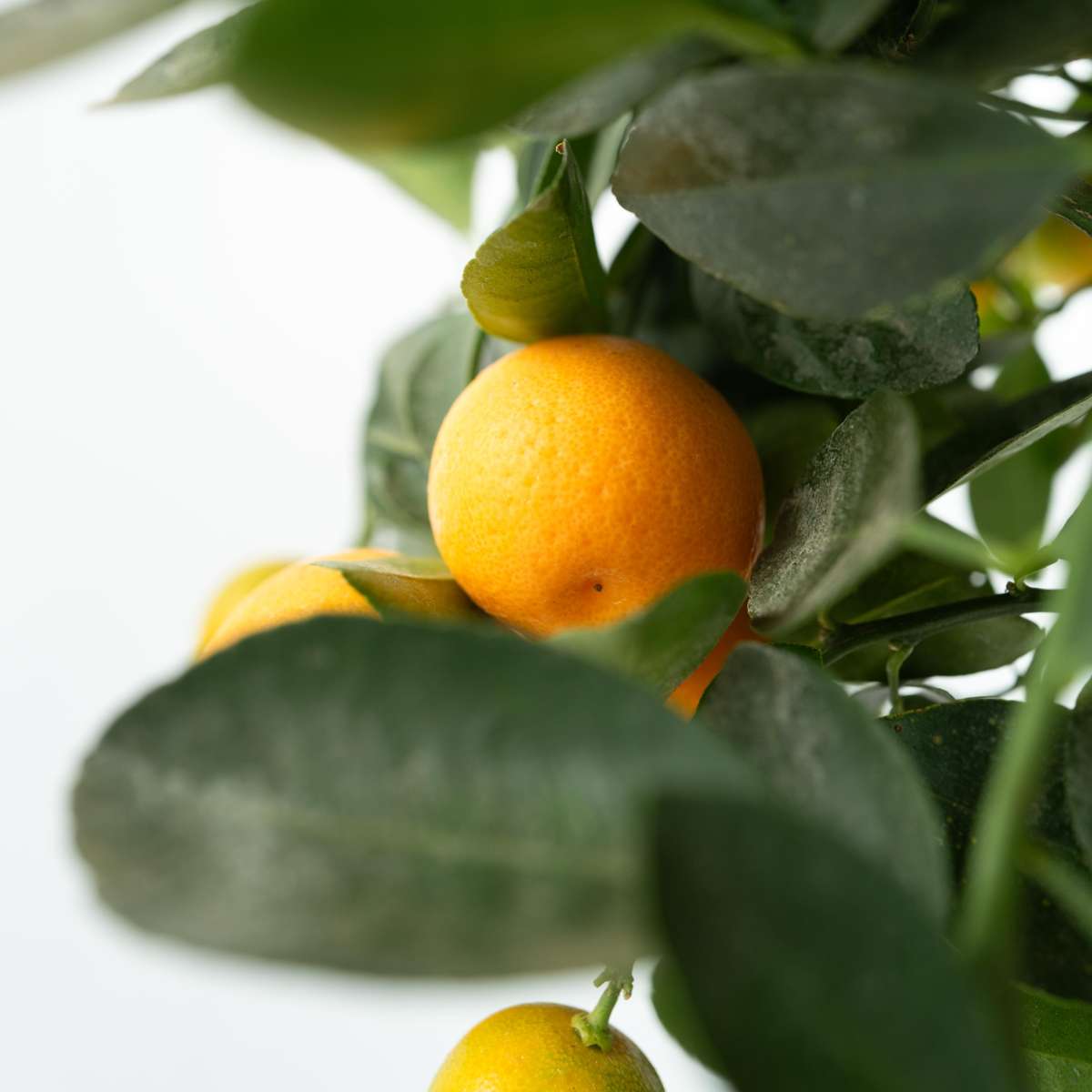 Portocal - Citrus mitis 'Calamondin' - Înălţime 55-65cm - ⌀19cm