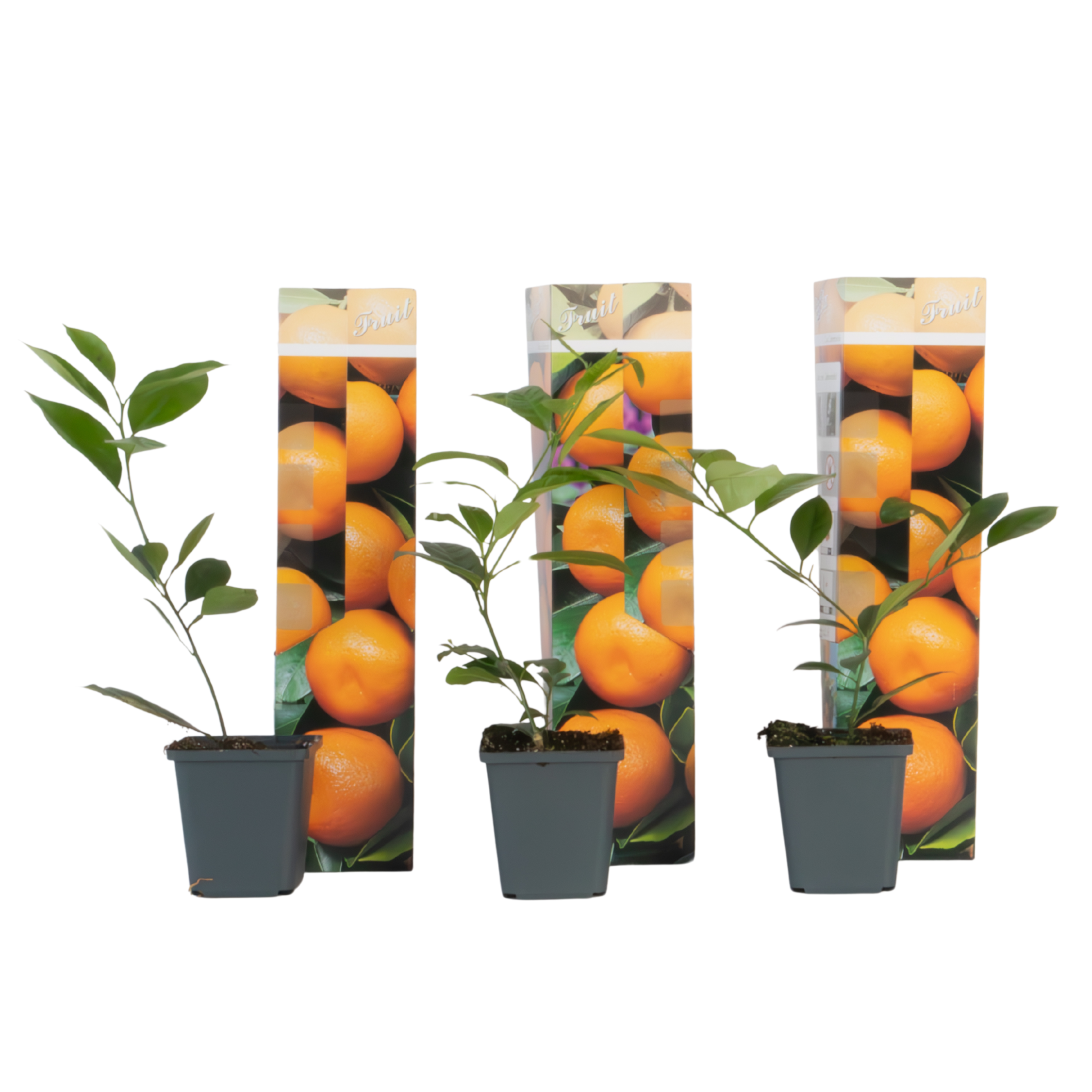 Portocal - 3 buc. - Citrus mitis Calamondin - Înălţime 25-40cm - ⌀9cm