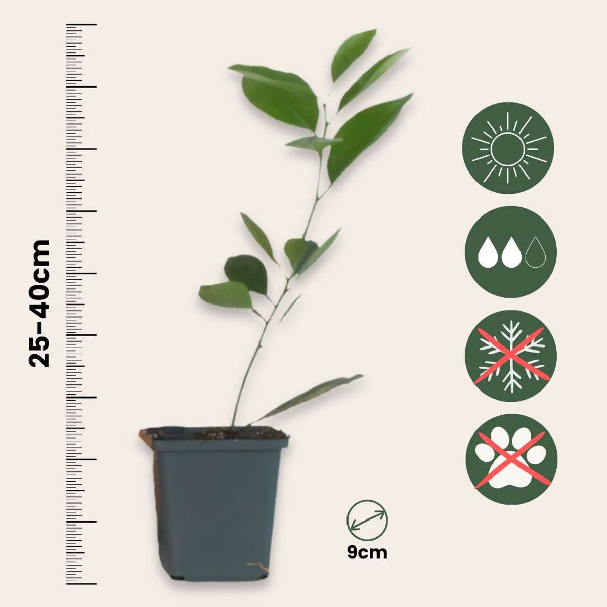 Portocal - 3 buc. - Citrus mitis Calamondin - Înălţime 25-40cm - ⌀9cm