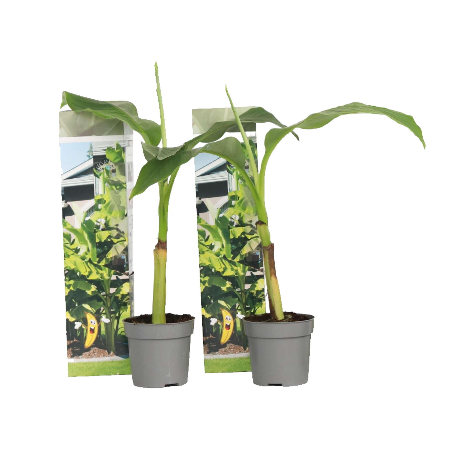 Banan japonez - 2 buc - Musa basjoo - Înălţime 25-40cm - ⌀9cm