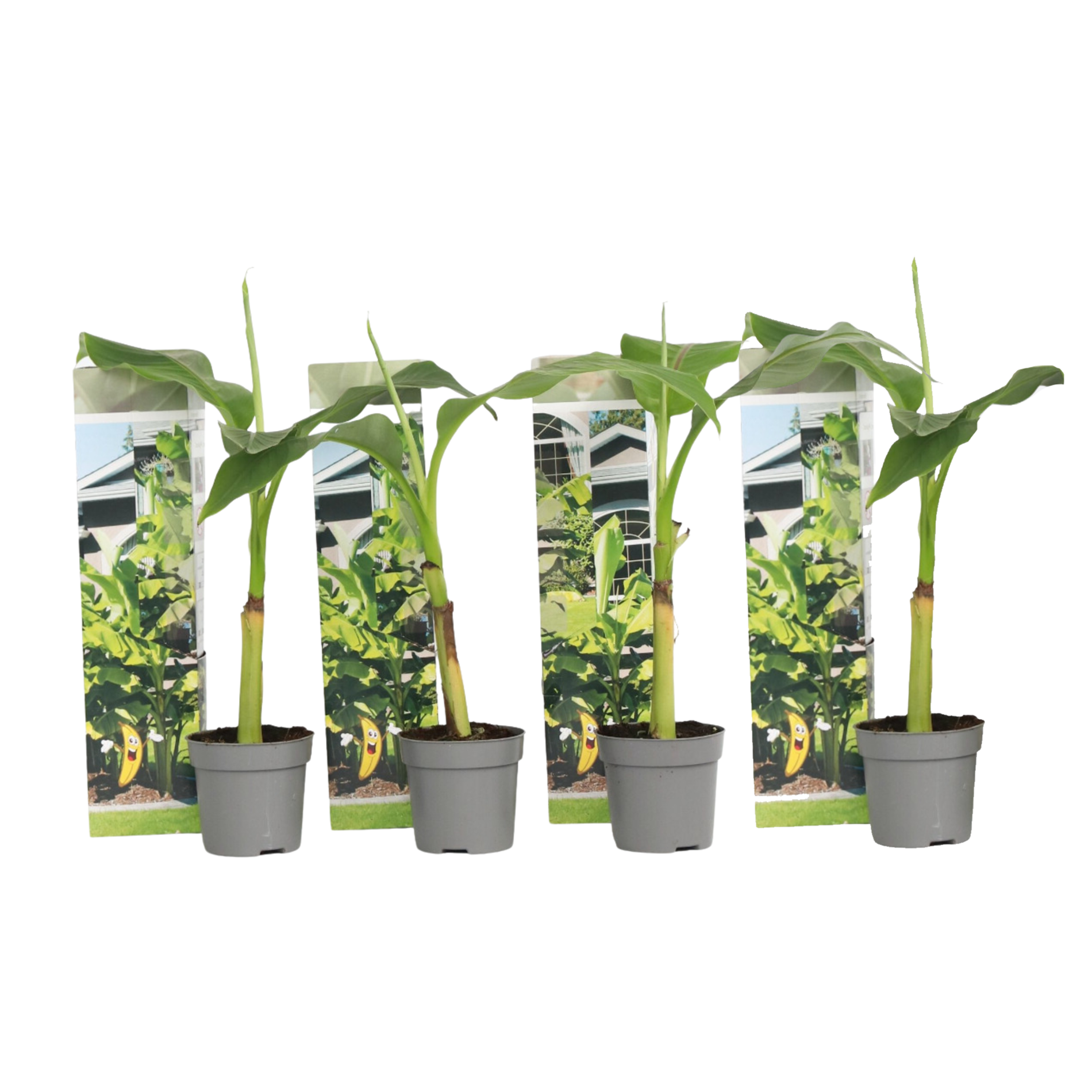 Banan japonez - 4 buc - Musa basjoo - Înălţime 25-40cm - ⌀9cm