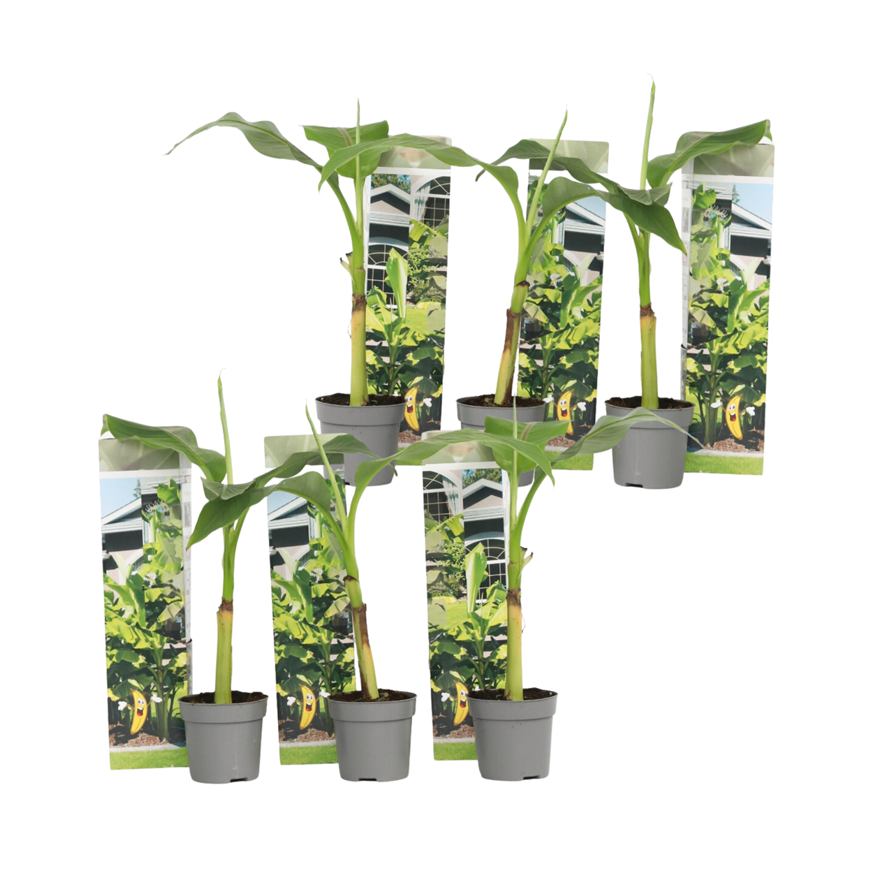 Banan japonez - 6 buc - Musa basjoo - Înălţime 25-40cm - ⌀9cm