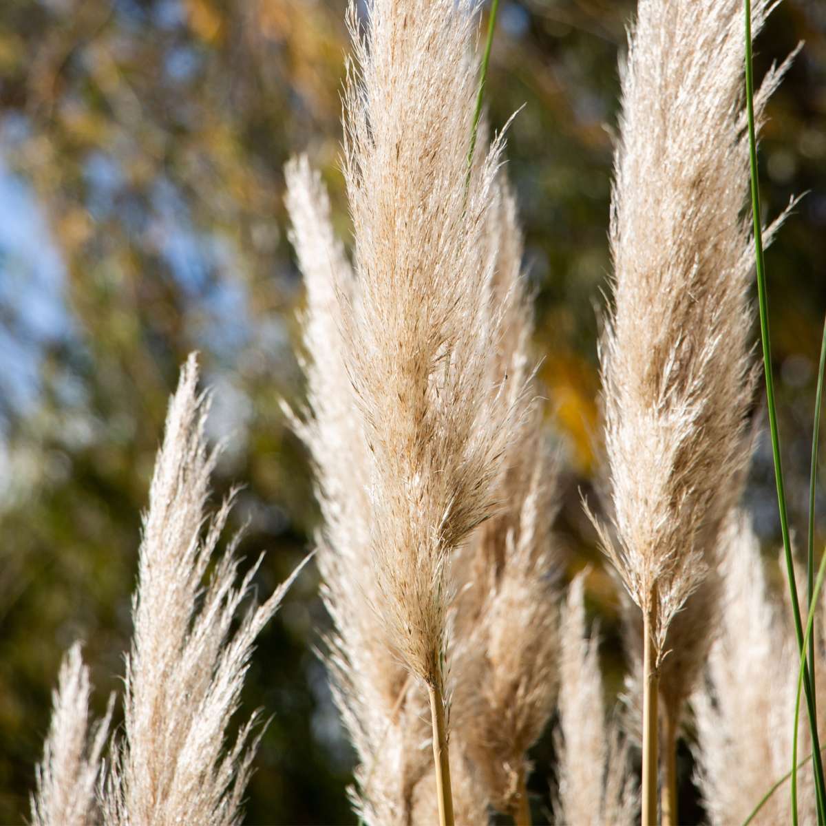 Iarbă de pampas - 3 buc - Cortaderia selloana - Înălţime 25-40cm - ⌀9cm