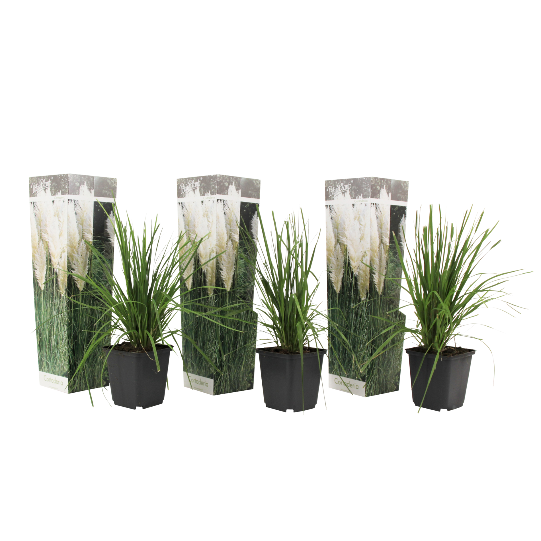 Iarbă de pampas - 3 buc - Cortaderia selloana - Înălţime 25-40cm - ⌀9cm
