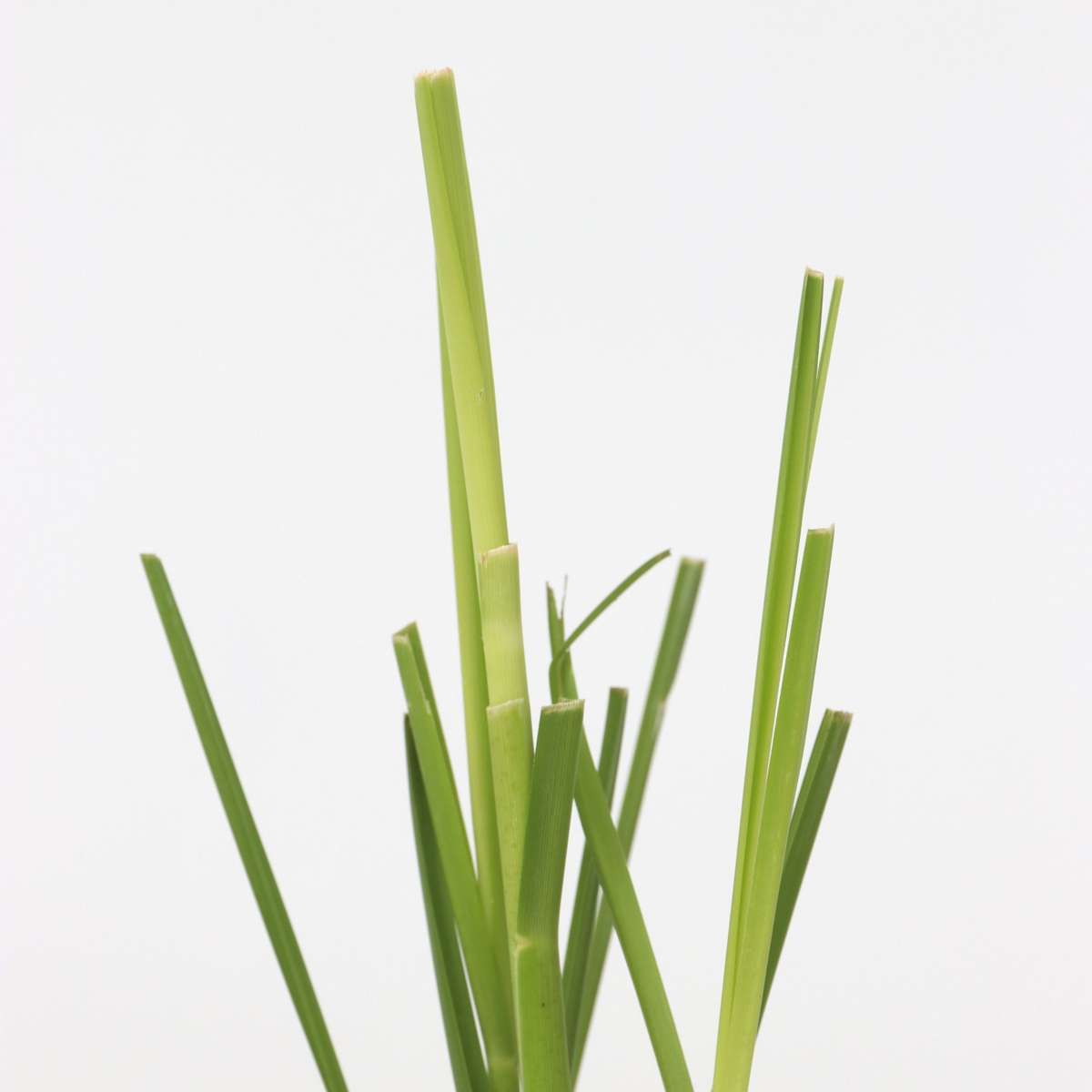 Iarbă de pampas - 6 buc - Cortaderia selloana - Înălţime 25-40cm - ⌀9cm