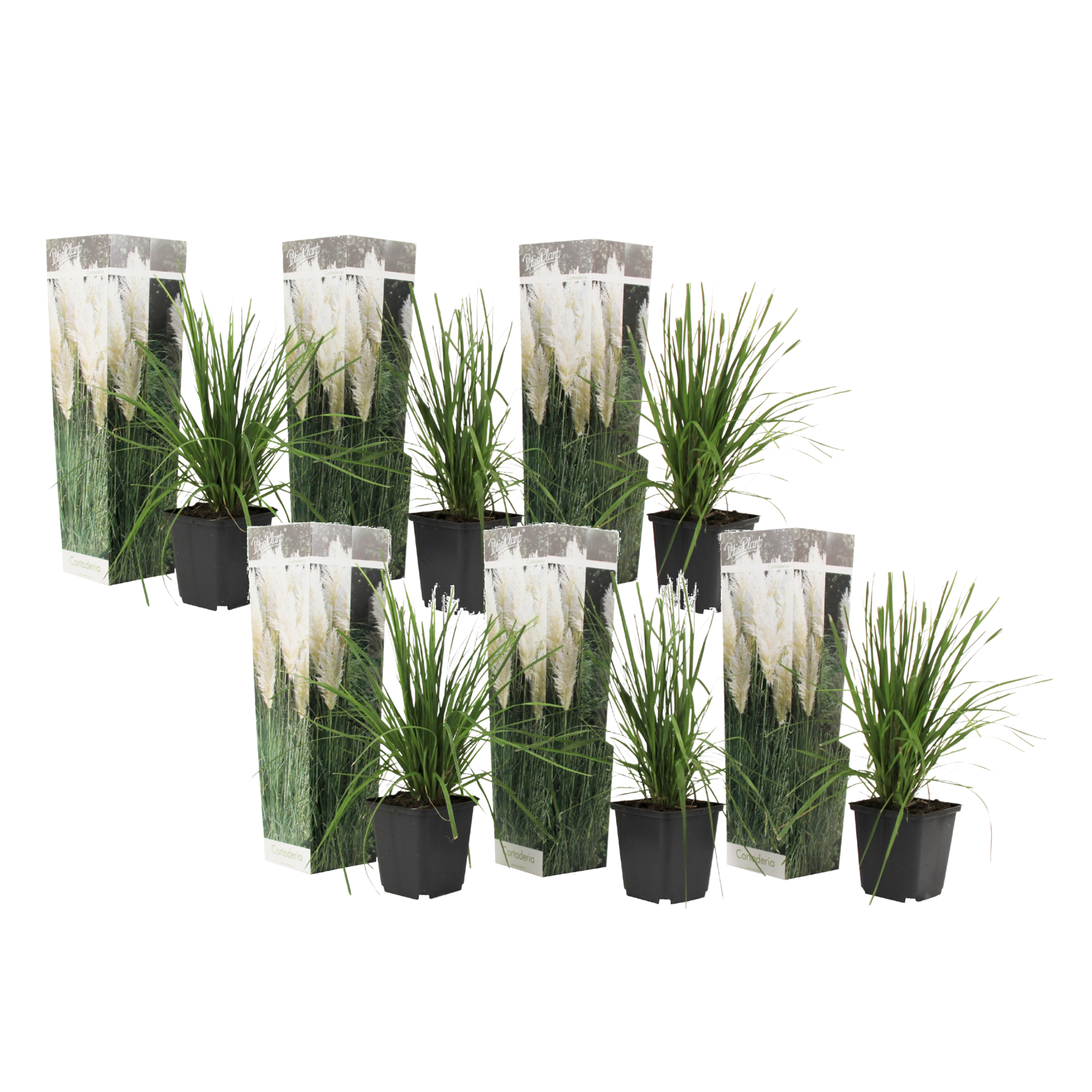 Iarbă de pampas - 6 buc - Cortaderia selloana - Înălţime 25-40cm - ⌀9cm