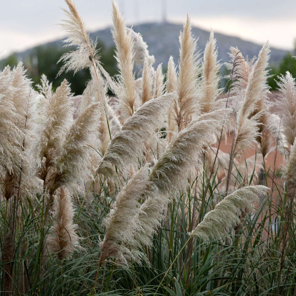 Iarbă de pampas - 6 buc - Cortaderia selloana - Înălţime 25-40cm - ⌀9cm