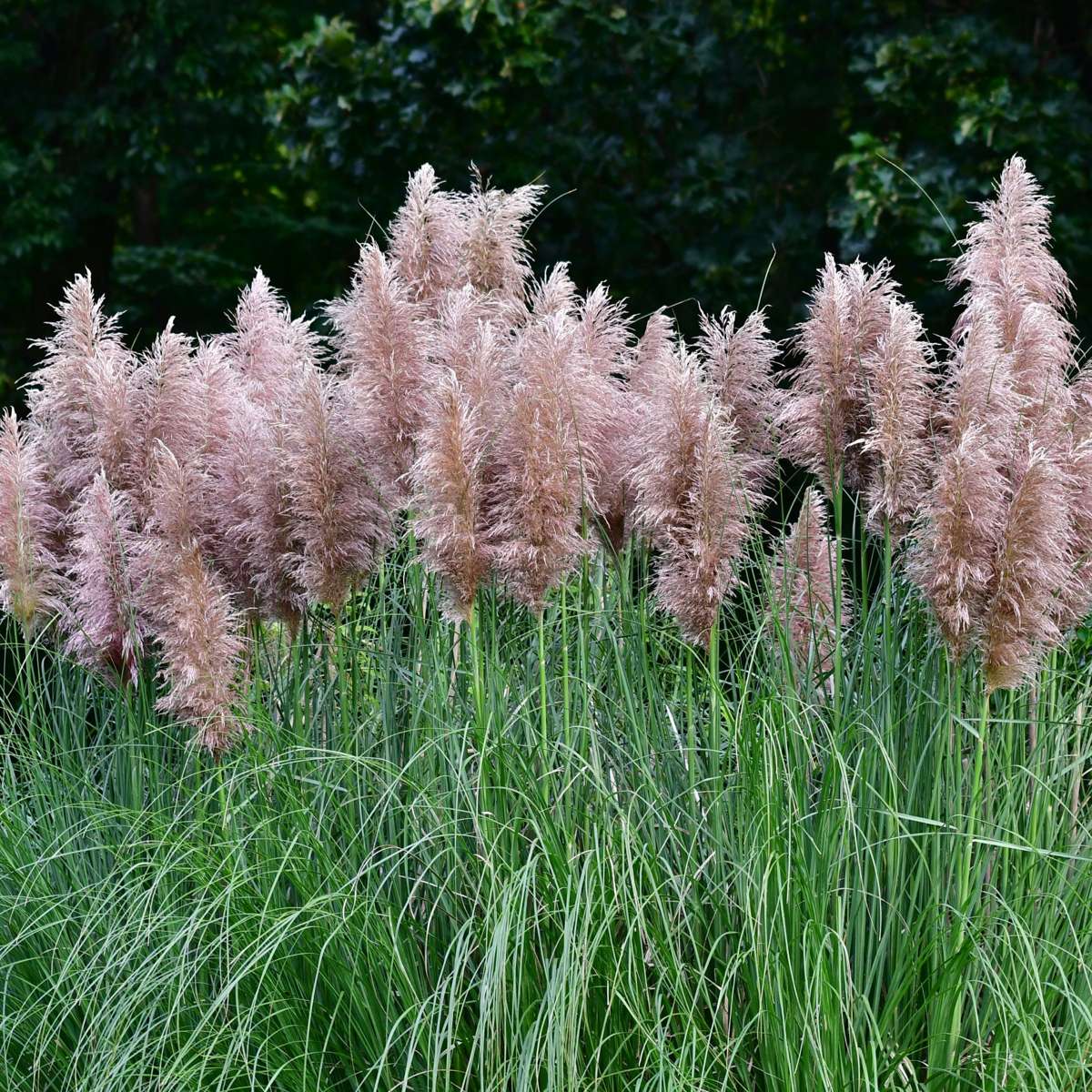Iarbă de pampas - 6 buc - Cortaderia selloana - Înălţime 25-40cm - ⌀9cm