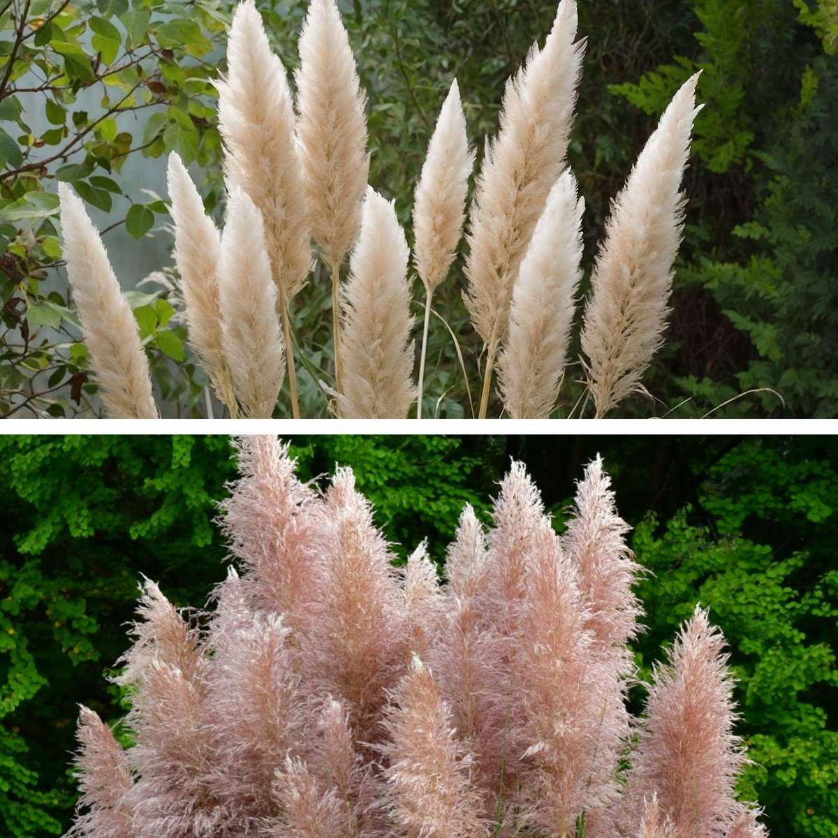 Iarbă de pampas - 6 buc - Cortaderia selloana - Înălţime 25-40cm - ⌀9cm