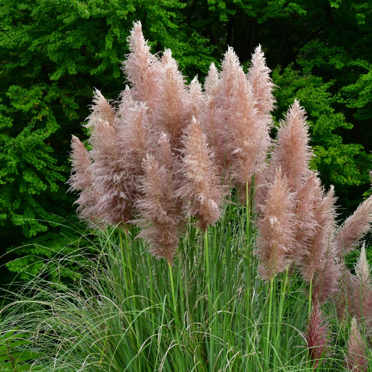 Iarbă de pampas - 3 buc - Cortaderia selloana - Înălţime 25-40cm - ⌀9cm