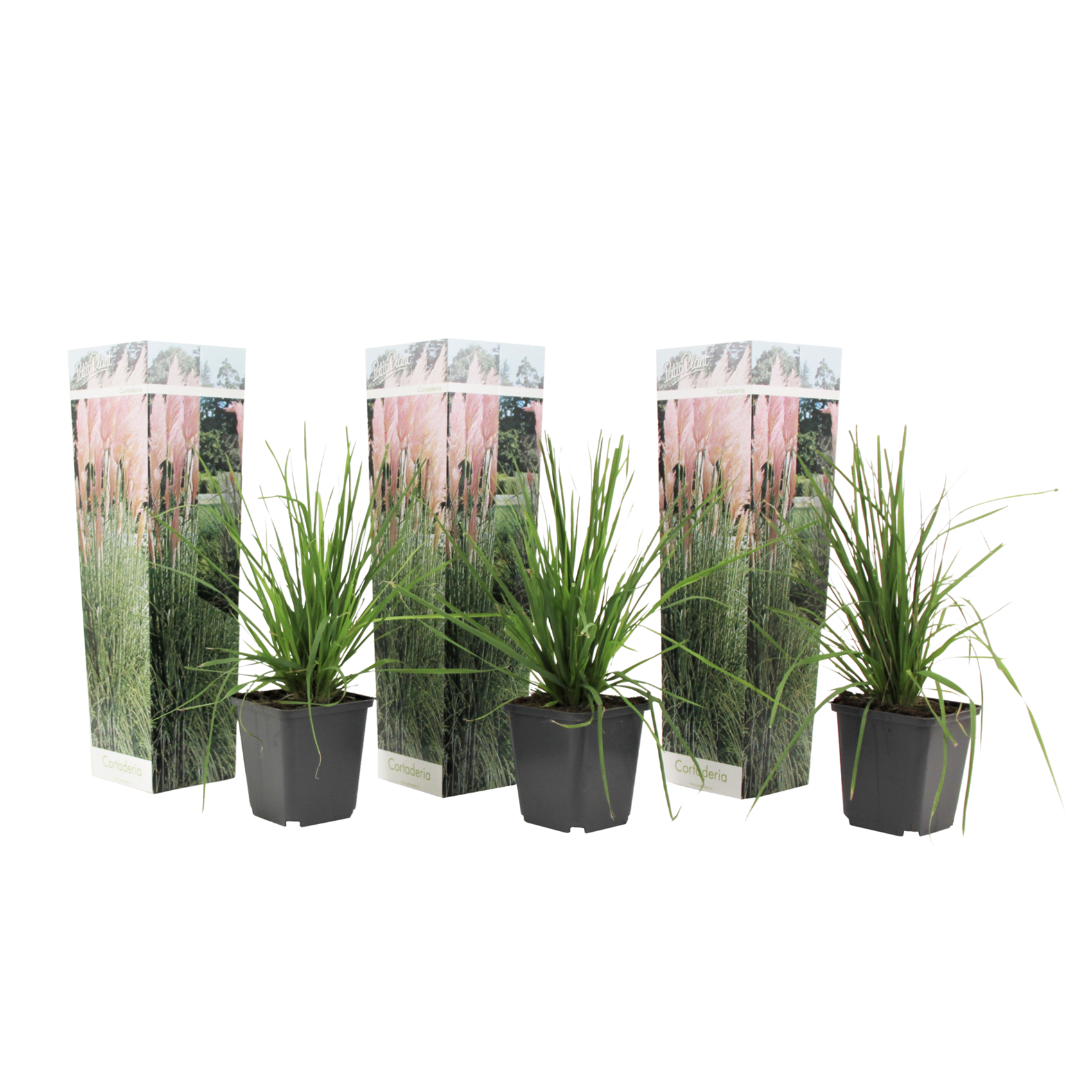 Iarbă de pampas - 3 buc - Cortaderia selloana - Înălţime 25-40cm - ⌀9cm