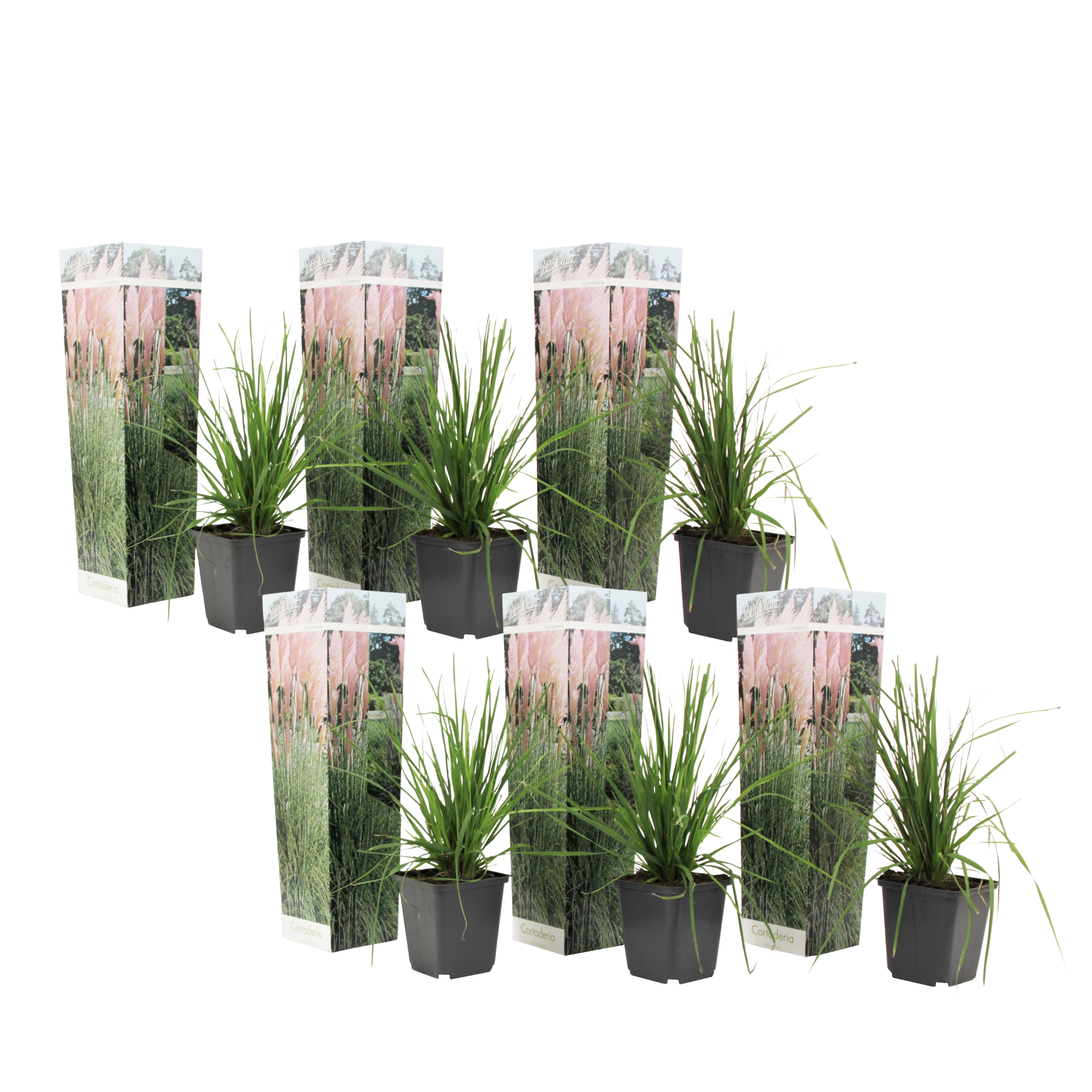 Iarbă de pampas - 6 buc - Cortaderia selloana - Înălţime 25-40cm - ⌀9cm