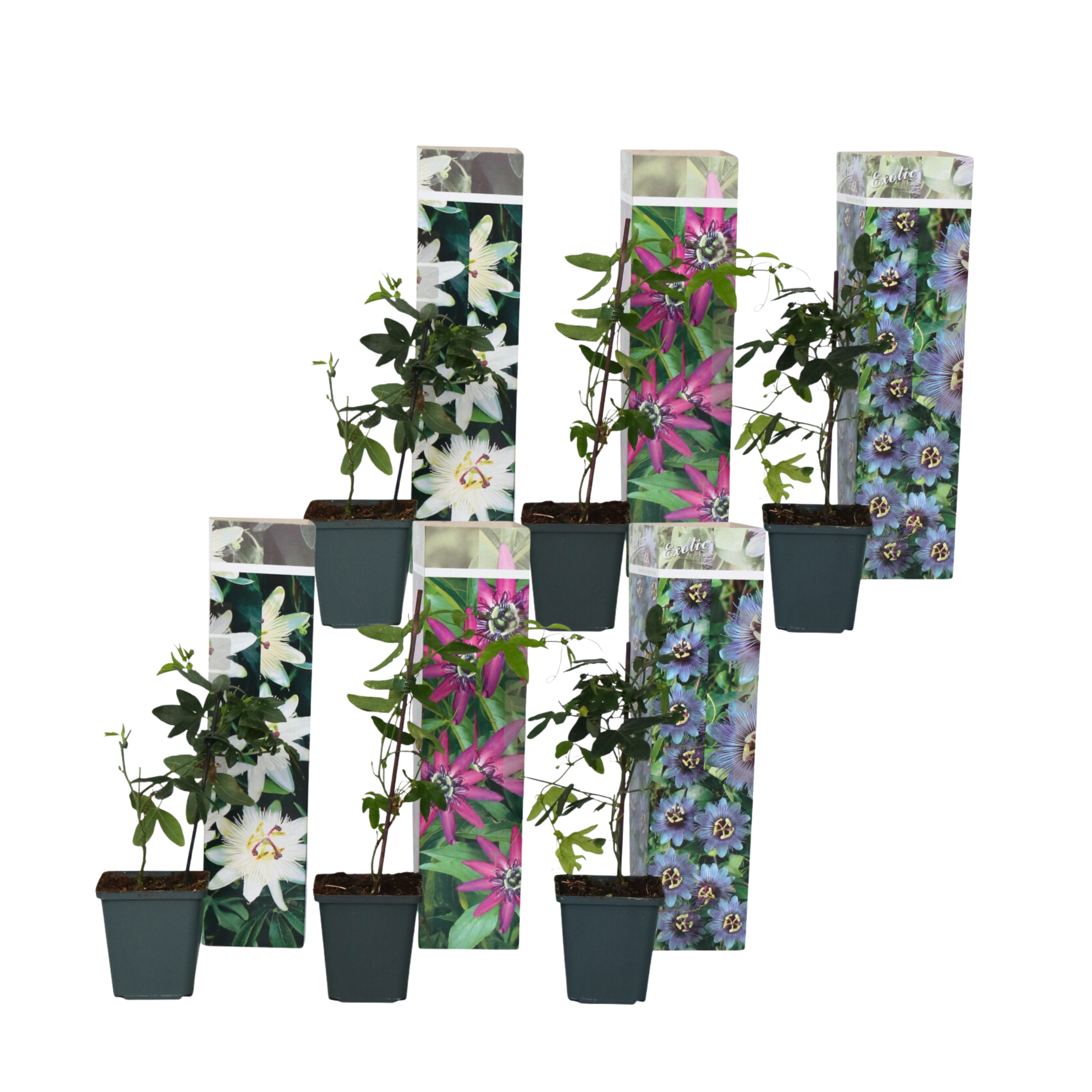 Floarea pasiunii - 6 buc - Passiflora hybridum - Înălţime 25-40cm - ⌀9cm