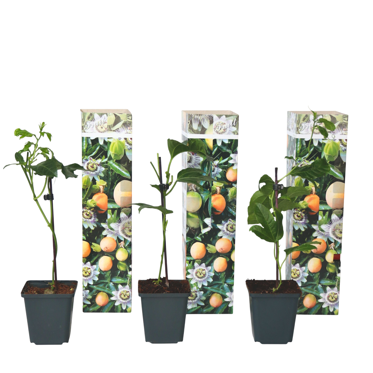 Floarea pasiunii - 3 buc - Passiflora edulis 'Frederick' - În. 25-40cm - ⌀9cm