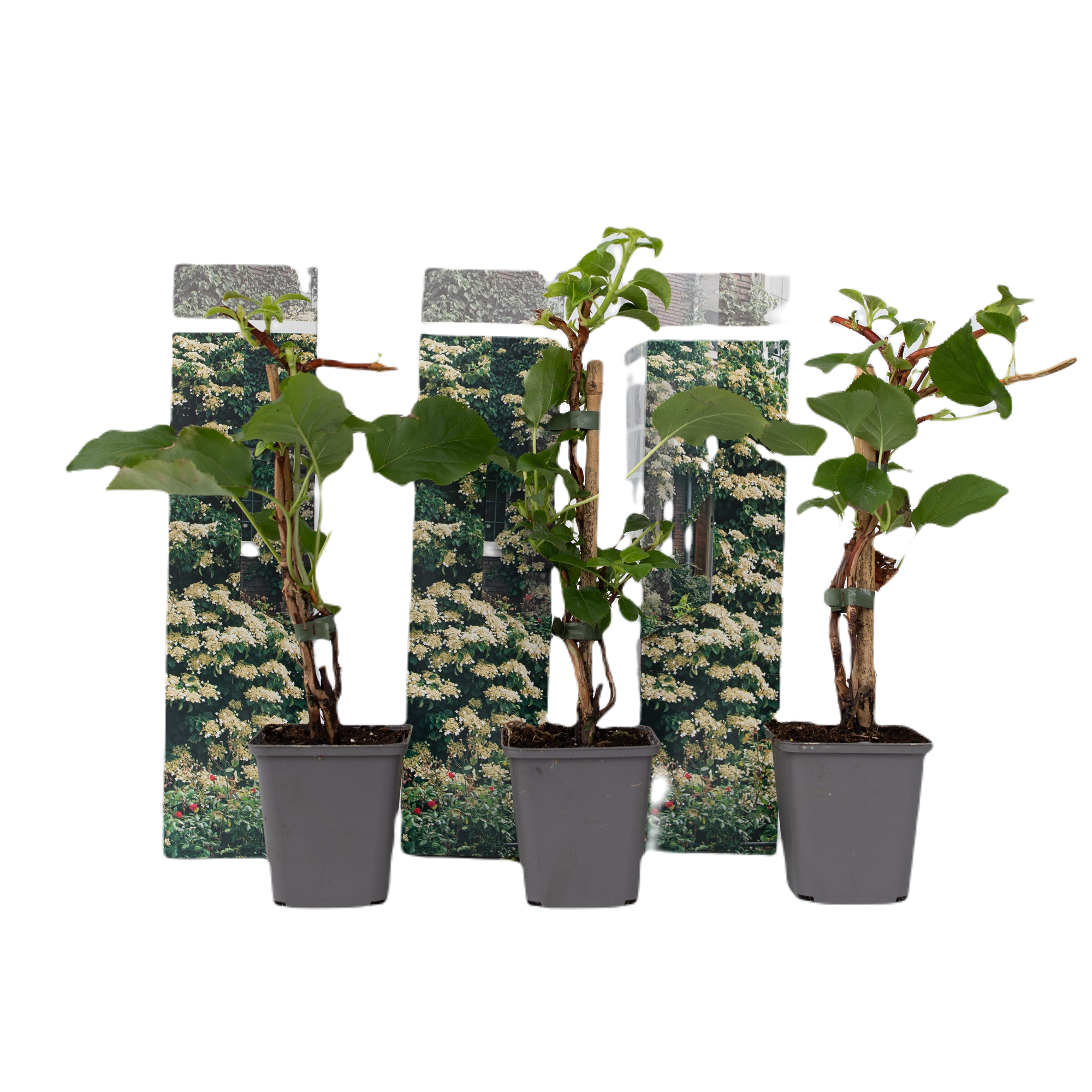Hortensie - 3 buc - Hydrangea anomale petiolaris - Înălţime 25-40cm - ⌀9cm