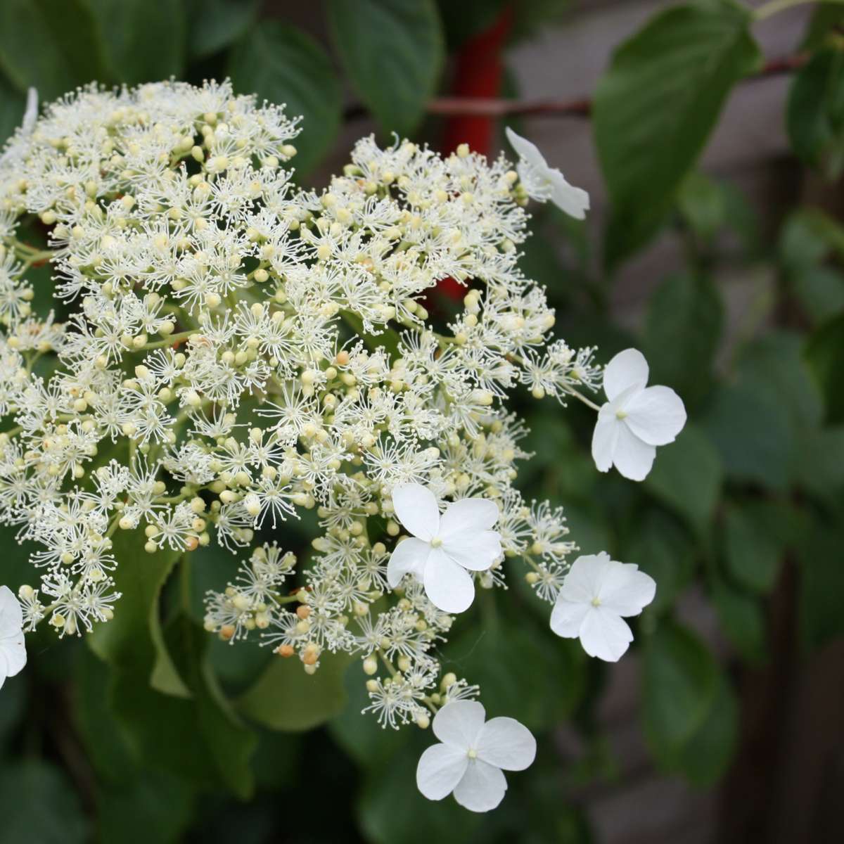 Hortensie - 6 buc - Hydrangea anomale petiolaris - Înălţime 25-40cm - ⌀9cm