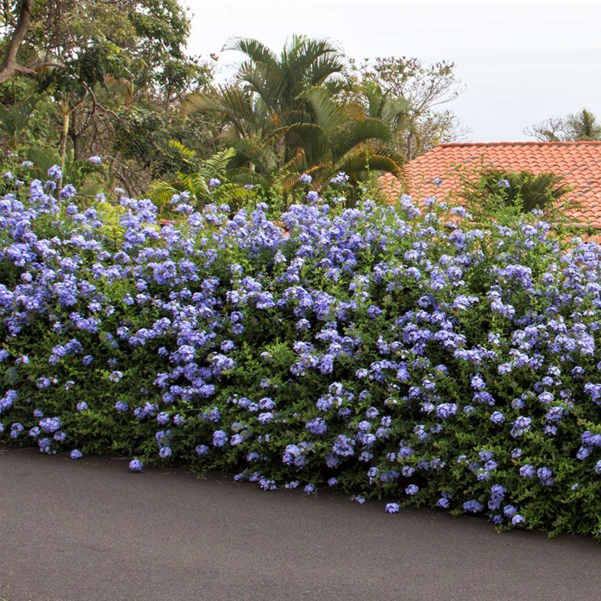 Floarea de plumb - 3 buc - Plumbago auriculata - Înălţime 25-40cm - ⌀9cm