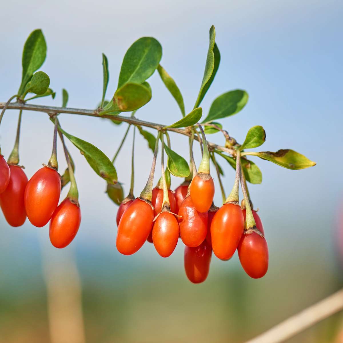 Superfructe - 3 buc - Actinidia, Vaccinium - Înălţime 25-40cm - ⌀9cm