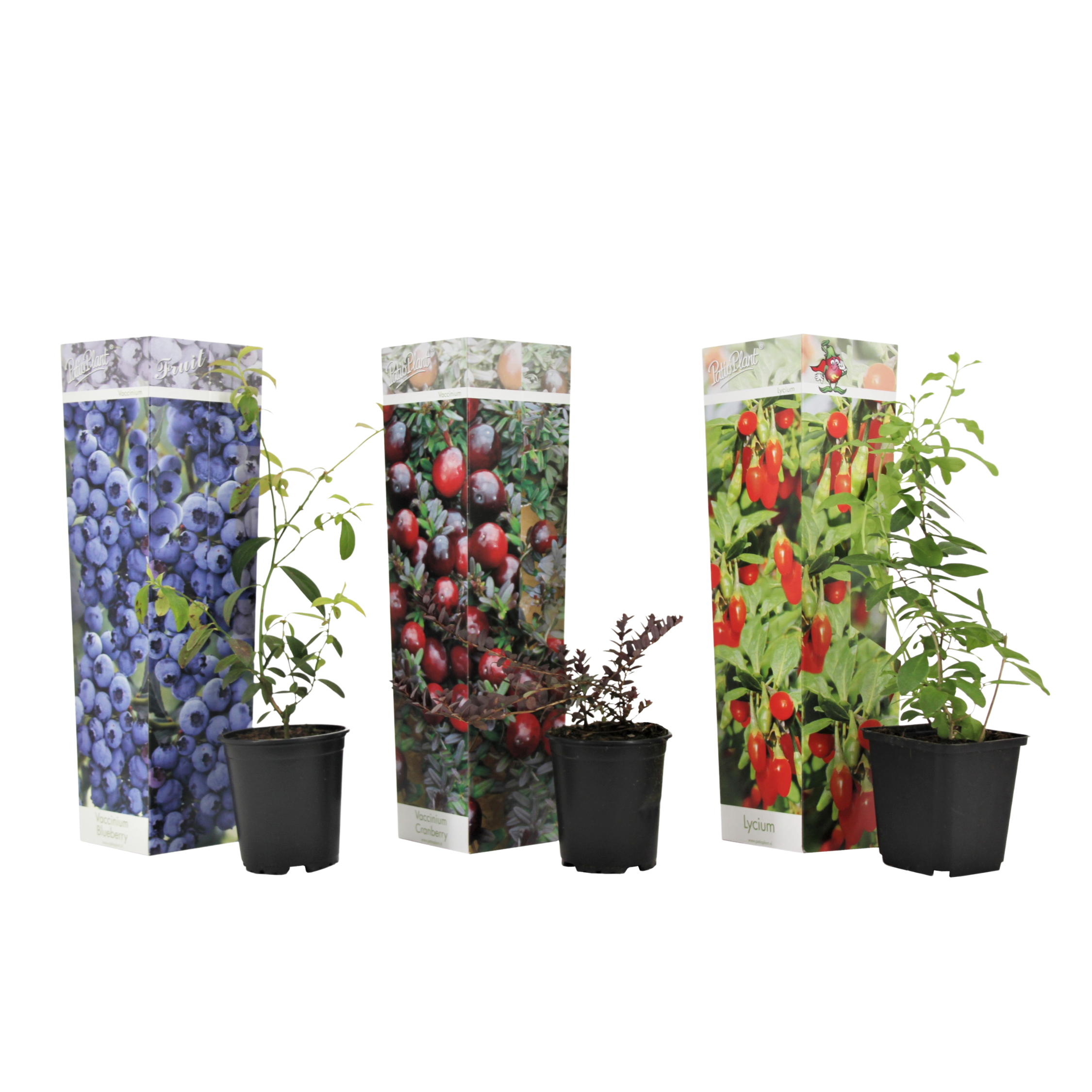 Superfructe - 3 buc - Actinidia, Vaccinium - Înălţime 25-40cm - ⌀9cm