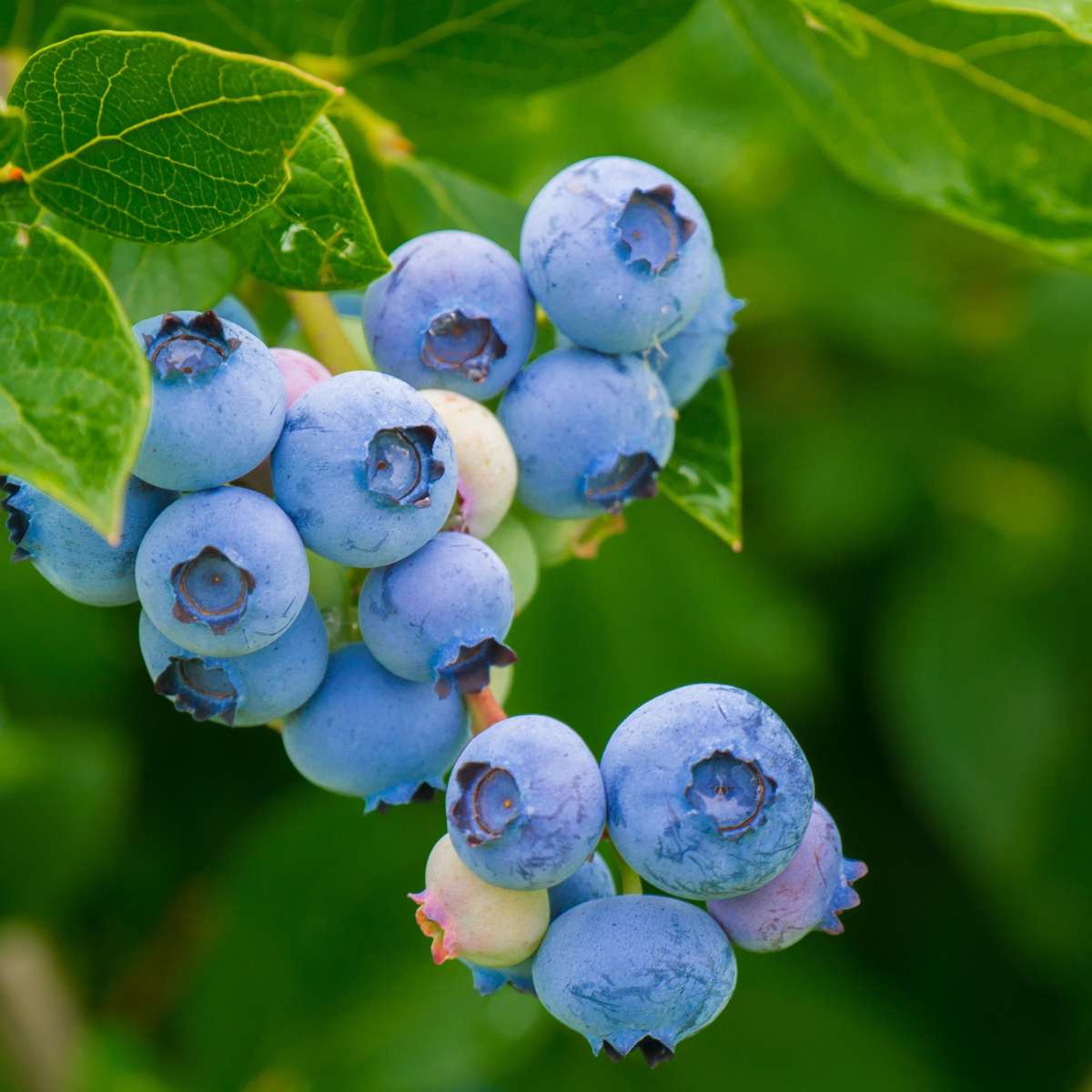 Superfructe - 6 buc - Actinidia, Vaccinium - Înălţime 25-40cm - ⌀9cm