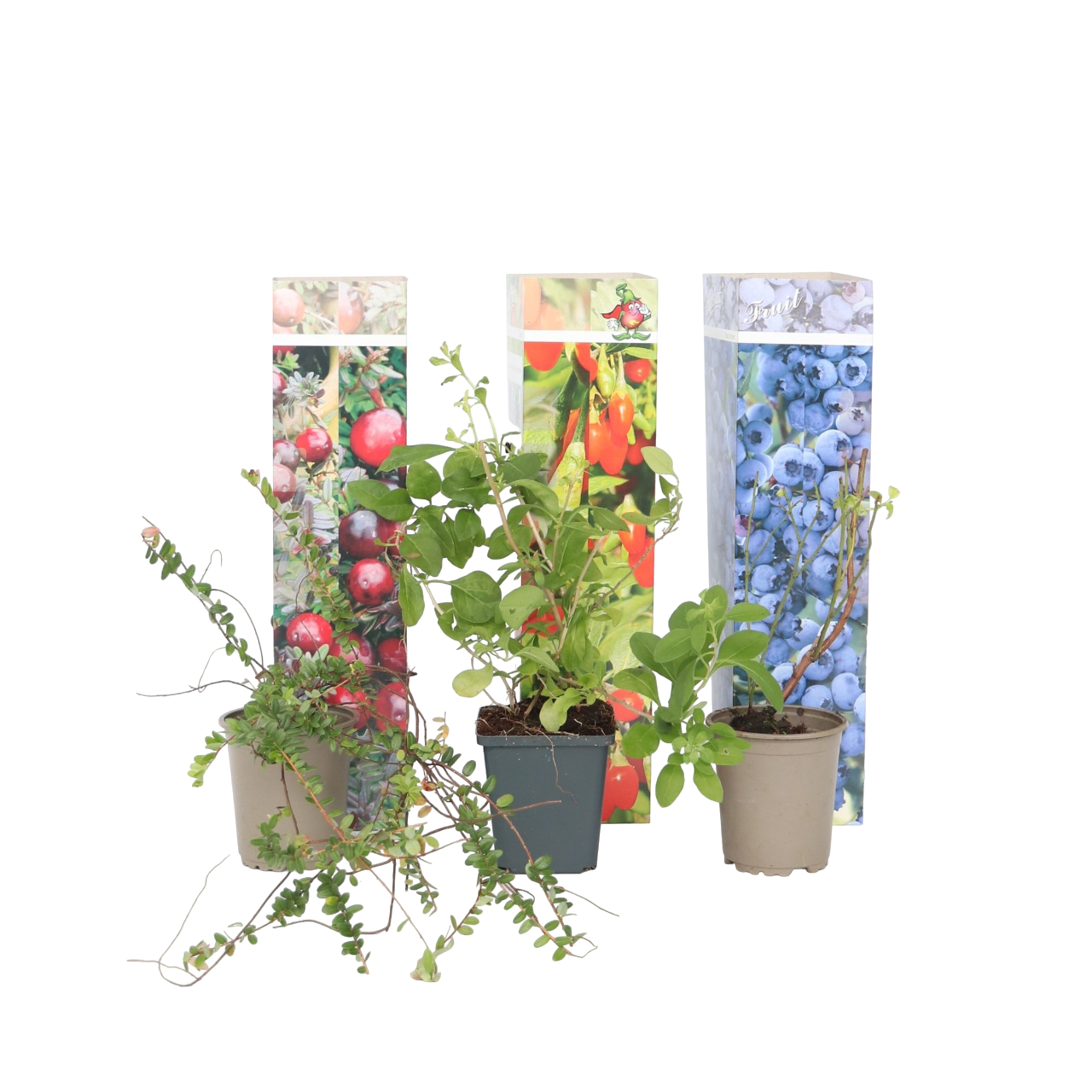 Superfructe - 6 buc - Actinidia, Vaccinium - Înălţime 25-40cm - ⌀9cm