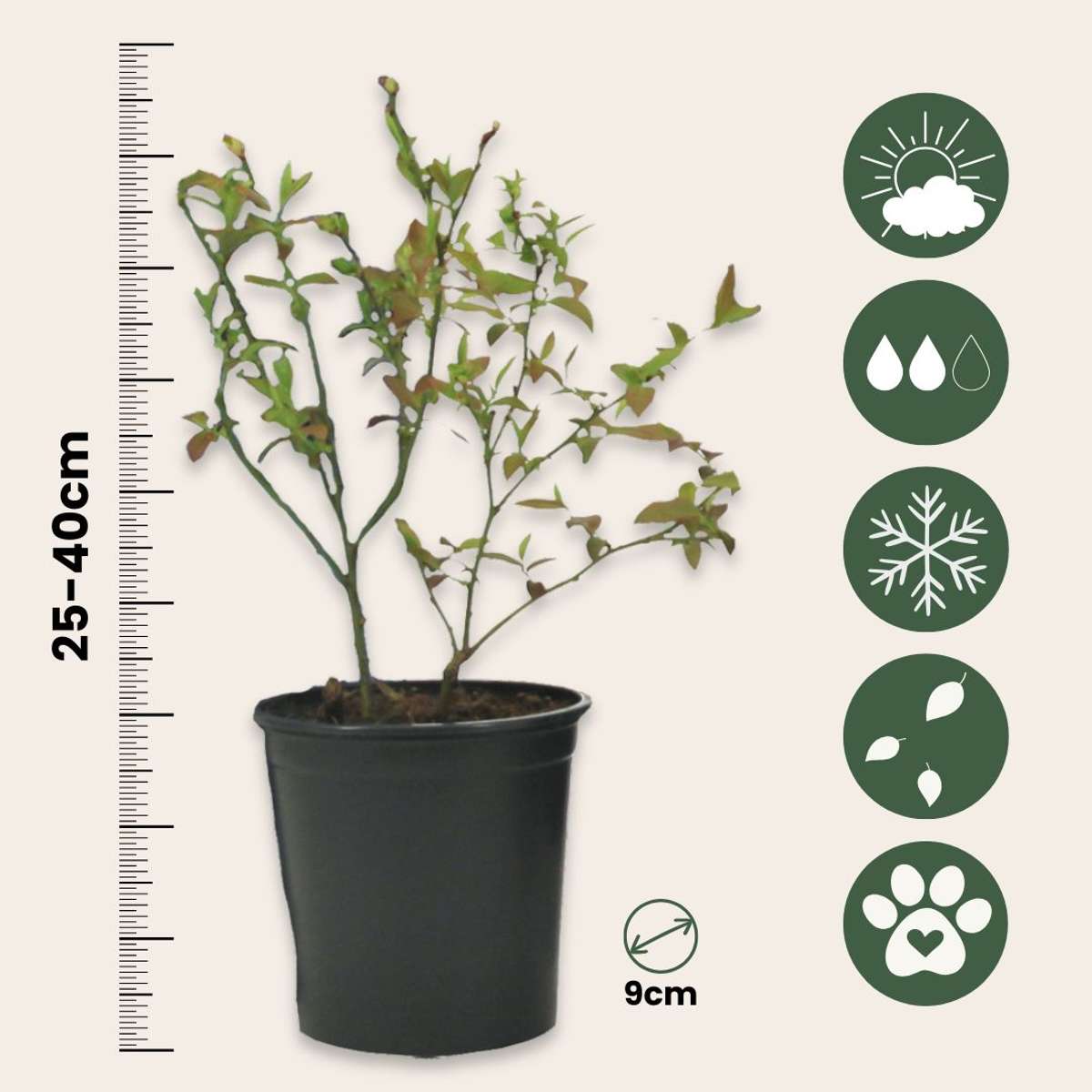 Superfructe - 6 buc - Actinidia, Vaccinium - Înălţime 25-40cm - ⌀9cm