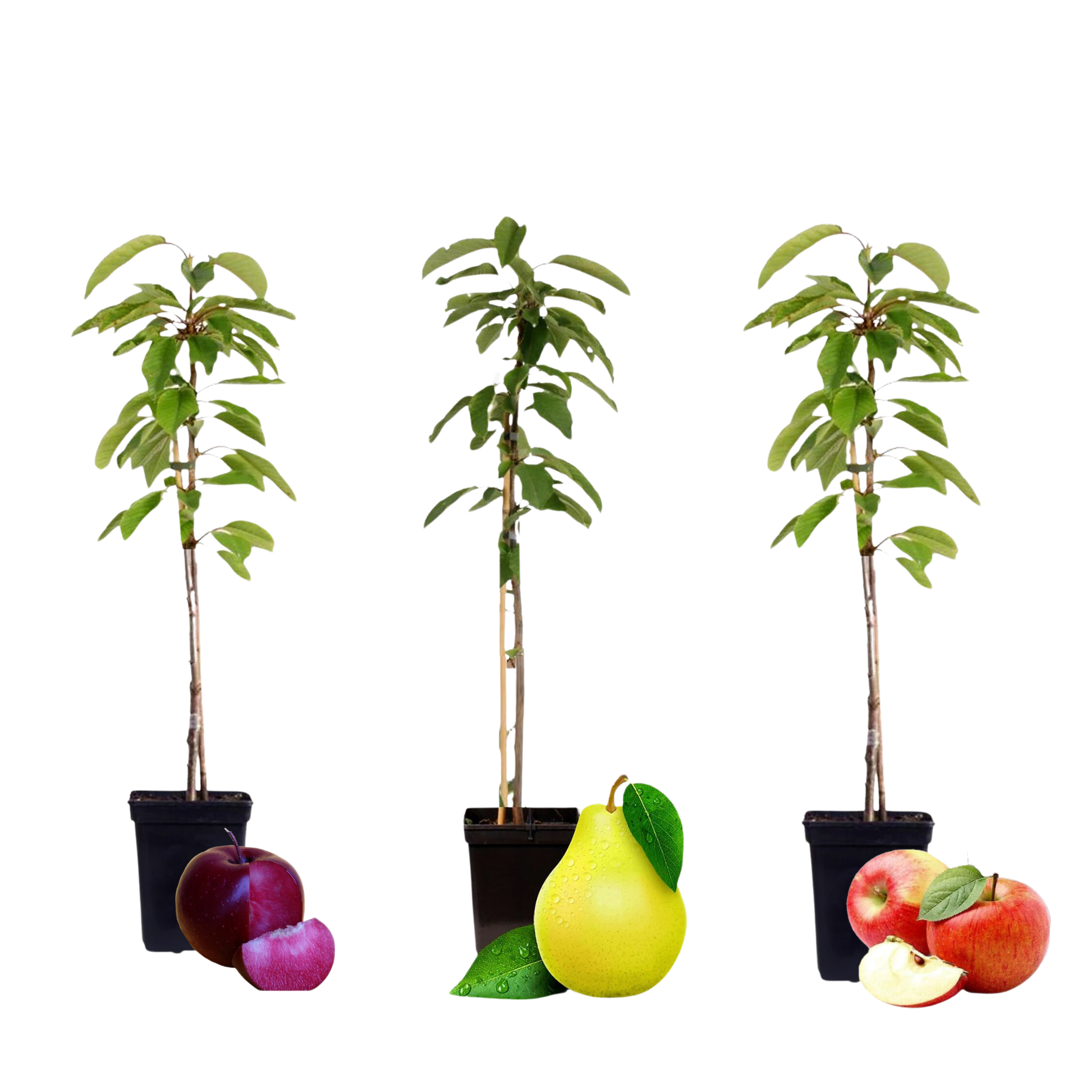 Coloane de fructe - 3 buc - Măr, pere - Înălţime 60-70cm - ⌀9cm