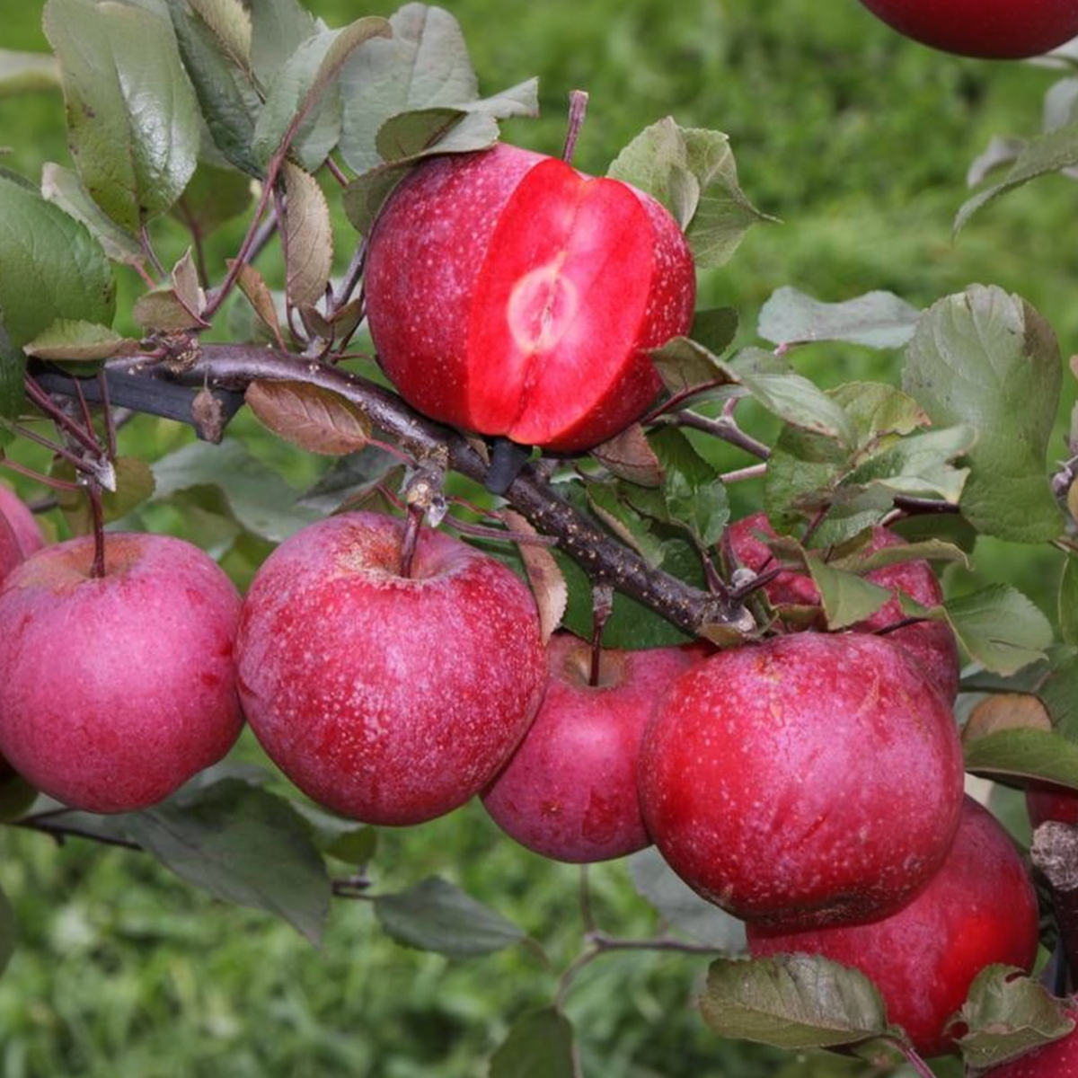 Coloane de fructe - 6 buc - Măr, pere - Înălţime 60-70cm - ⌀9cm