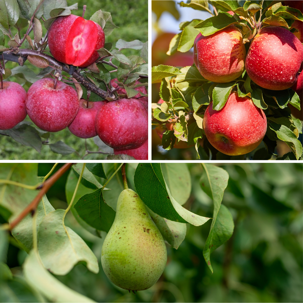 Coloane de fructe - 6 buc - Măr, pere - Înălţime 60-70cm - ⌀9cm