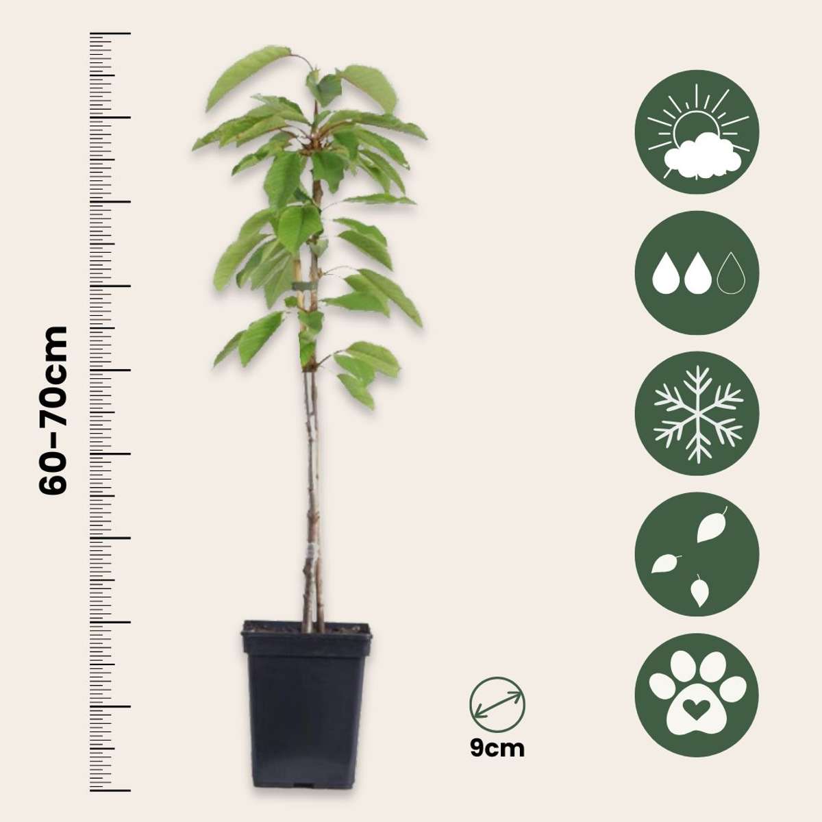Coloane de fructe - 6 buc - Măr, pere - Înălţime 60-70cm - ⌀9cm