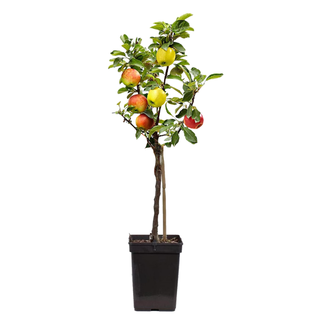 Măr - Malus - Înălţime 60-70cm - ⌀17cm