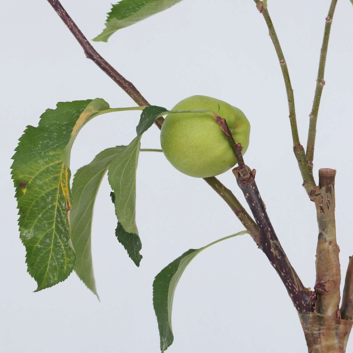 Măr - 2 buc - Malus - Înălţime 60-70cm - ⌀17cm