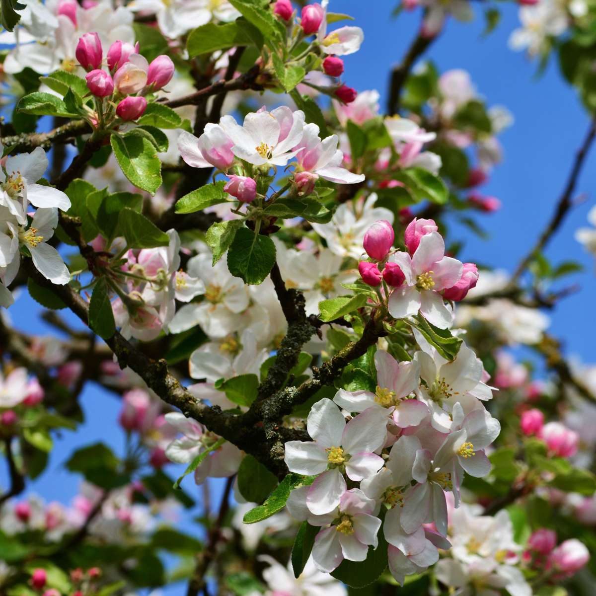 Măr - 2 buc - Malus - Înălţime 60-70cm - ⌀17cm