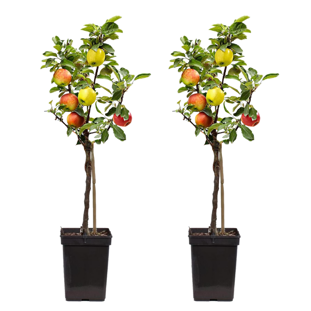 Măr - 2 buc - Malus - Înălţime 60-70cm - ⌀17cm