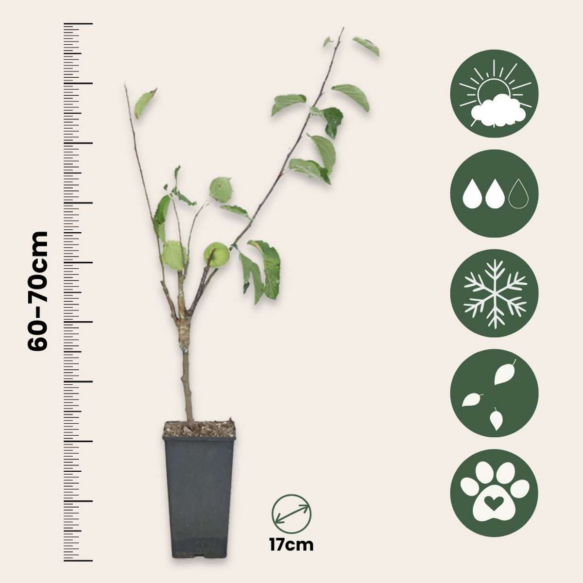 Măr - 2 buc - Malus - Înălţime 60-70cm - ⌀17cm