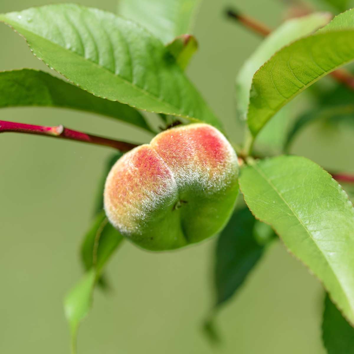 Piersic - Prunus persica 'Saturne' - Înălţime 60-70cm - ⌀15cm