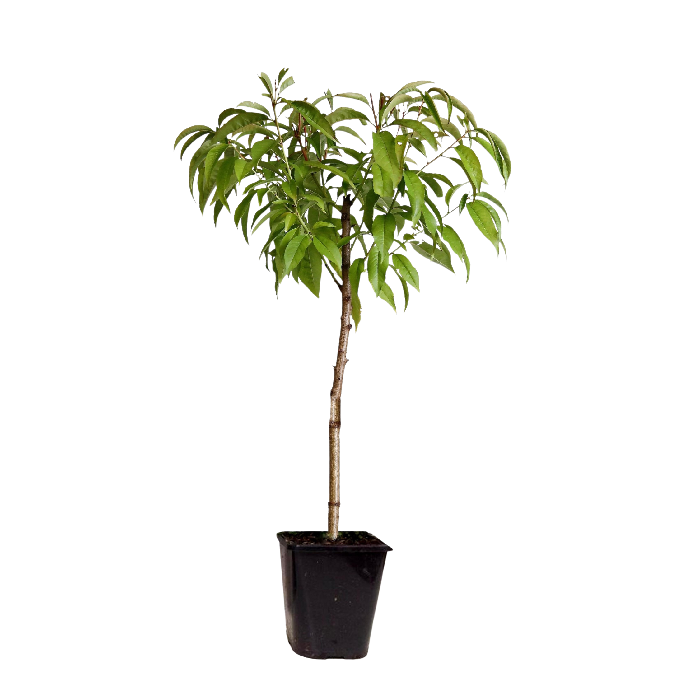 Piersic - Prunus persica 'Saturne' - Înălţime 60-70cm - ⌀15cm