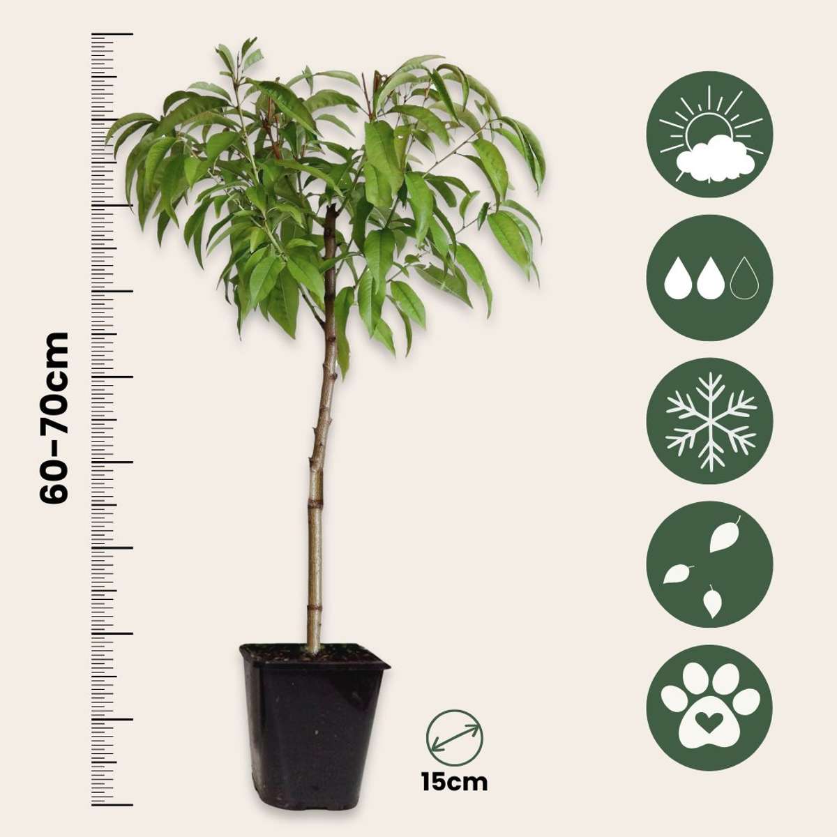 Piersic - Prunus persica 'Saturne' - Înălţime 60-70cm - ⌀15cm
