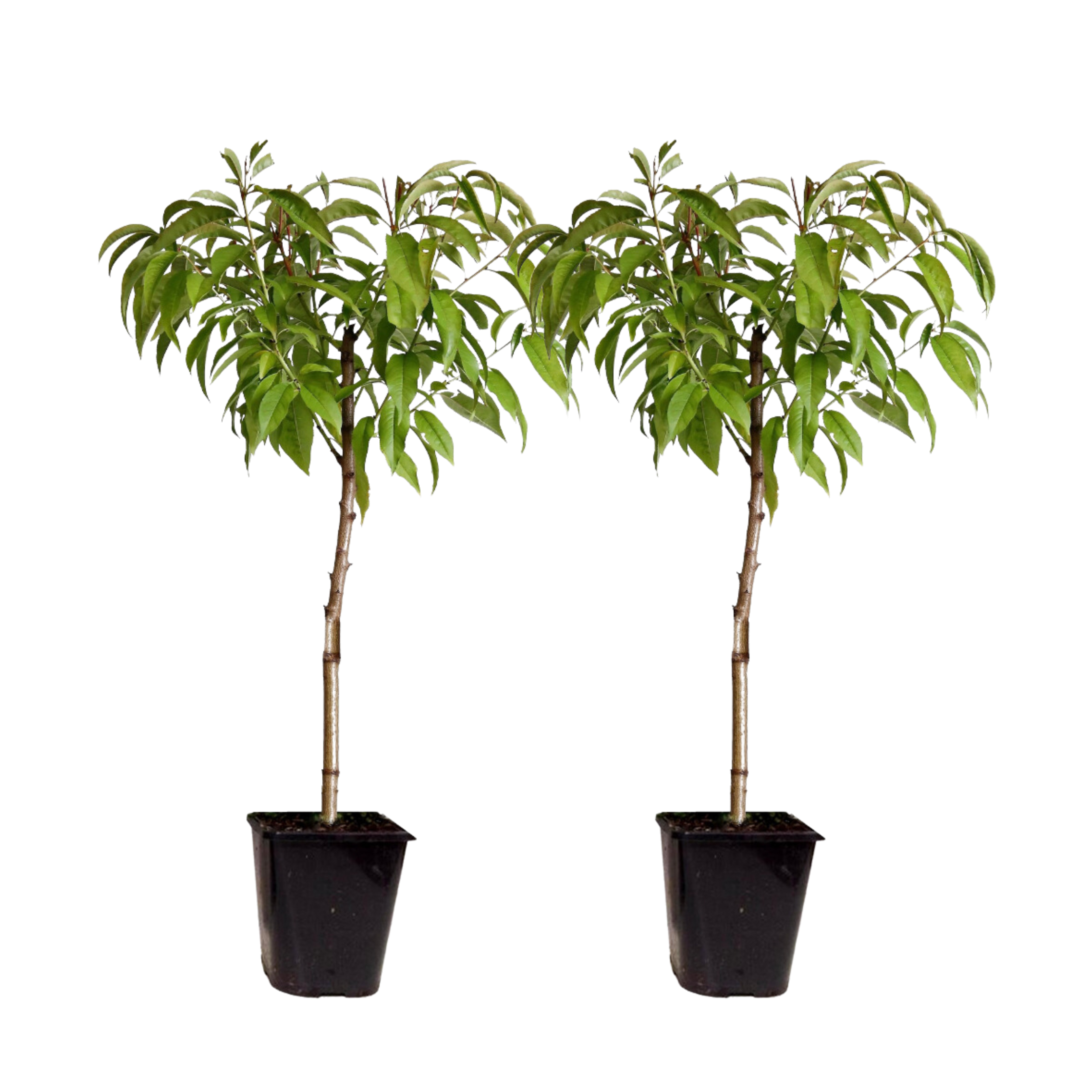 Piersic - 2 buc - Prunus persica 'Saturne' - Înălţime 60-70cm - ⌀15cm