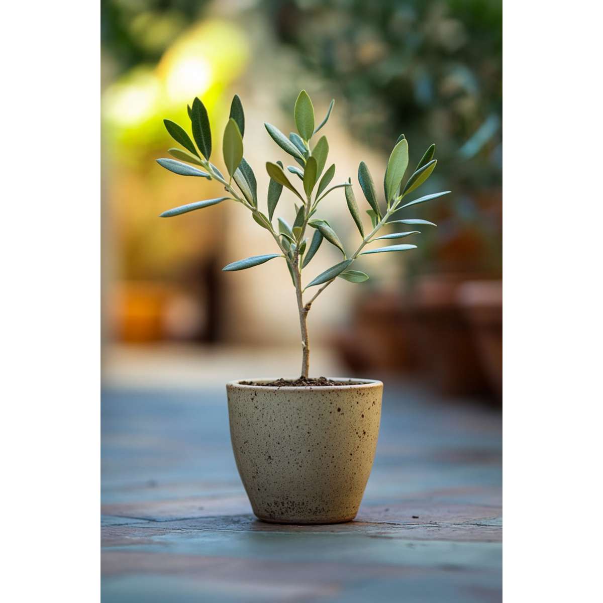Măslin - 2 buc - Olea europaea - Înălţime 25-40cm - ⌀9cm