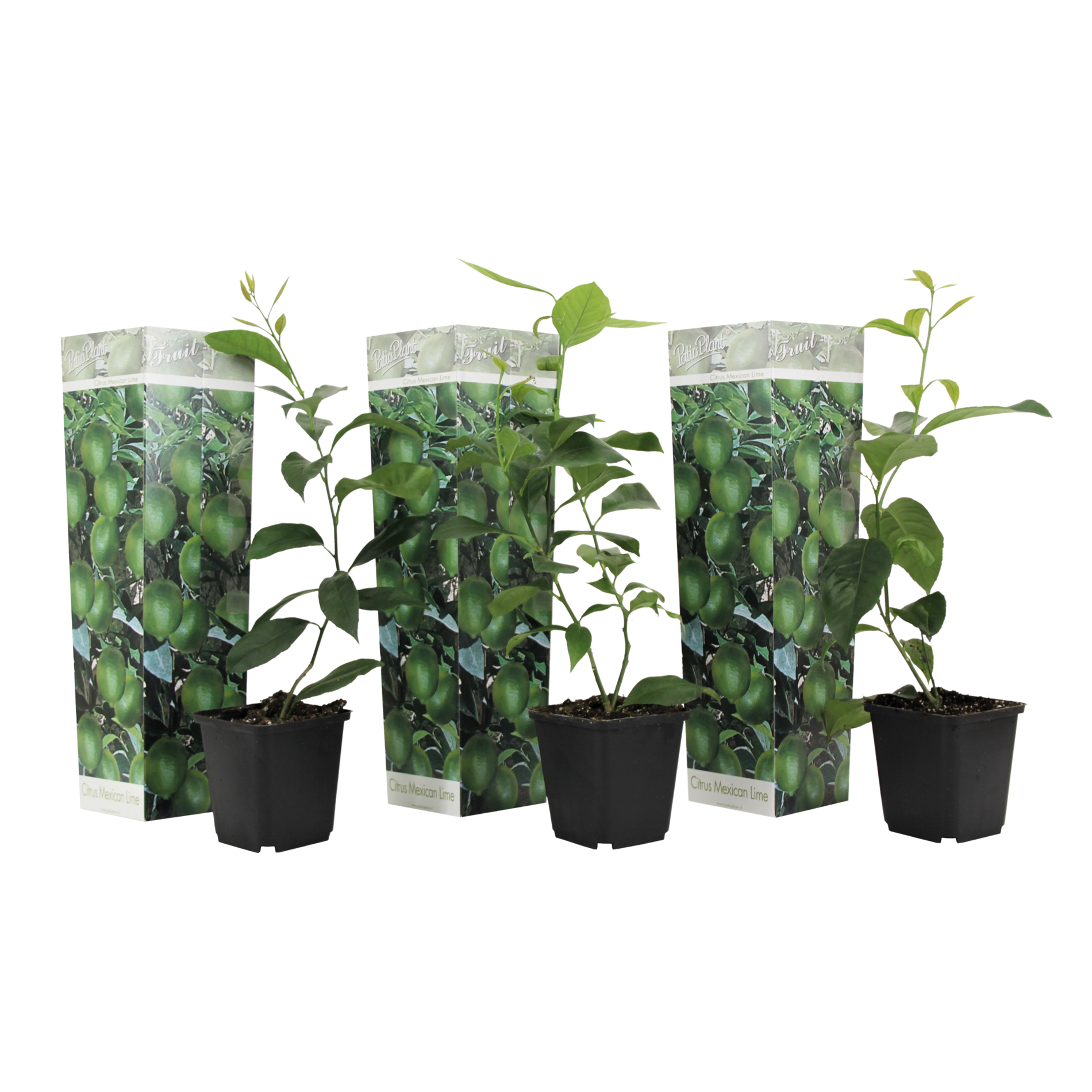 Limetă - 3 buc - Citrus aurantifolia - Înălţime 25-40cm - ⌀9cm