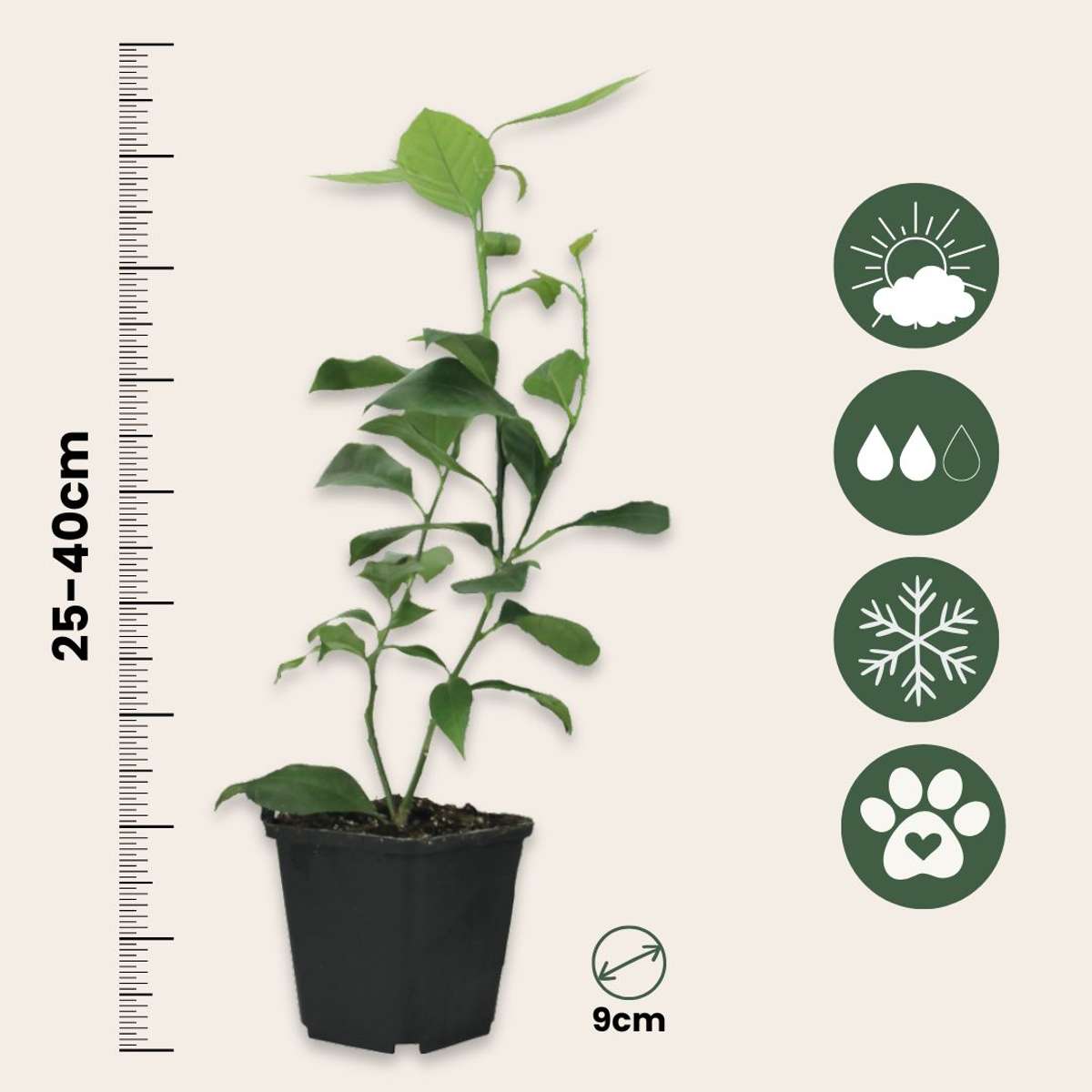 Limetă - 3 buc - Citrus aurantifolia - Înălţime 25-40cm - ⌀9cm