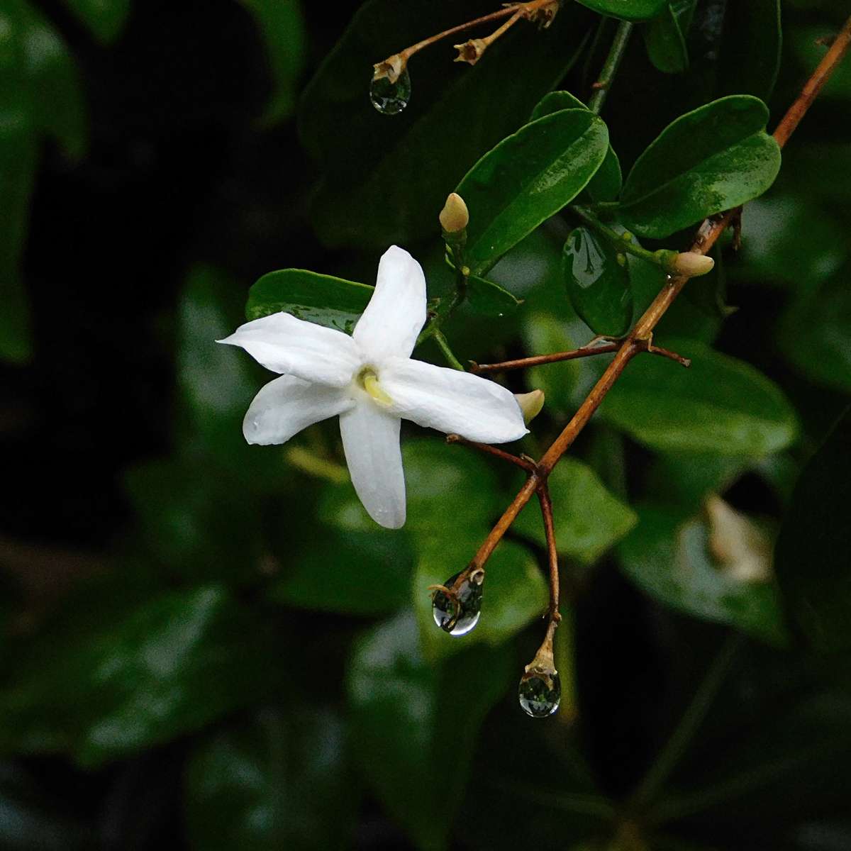 Iasomie - 3 buc - Jasminum 'Officinale' - Înălţime 25-40cm - ⌀9cm