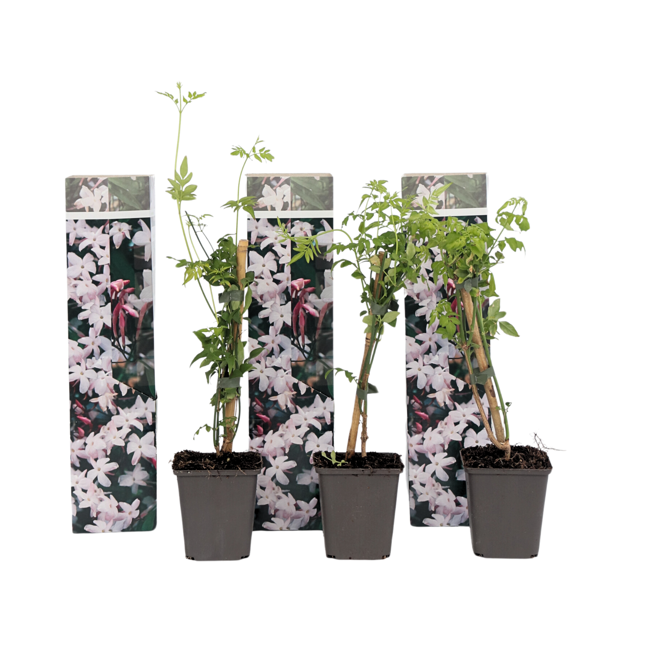 Iasomie - 3 buc - Jasminum 'Officinale' - Înălţime 25-40cm - ⌀9cm
