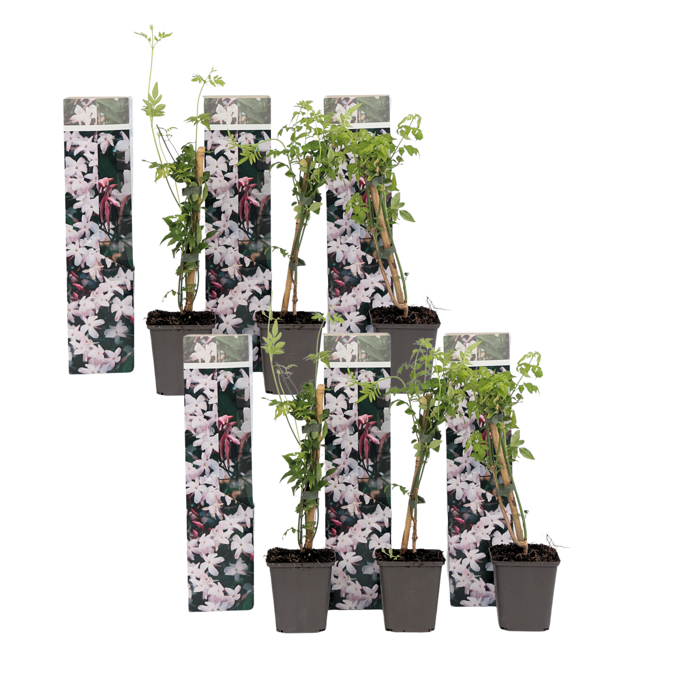 Iasomie - 6 buc - Jasminum 'Officinale'  - Înălţime 25-40cm - ⌀9cm