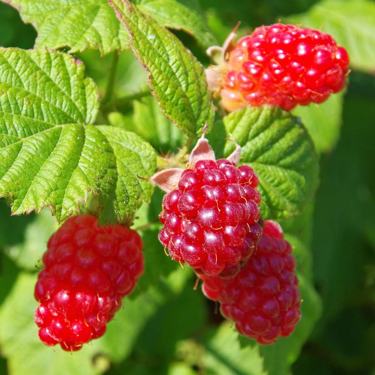 Mur-Zmeur - 3 buc - Rubus 'Tayberry' - Înălţime 25-40cm - ⌀9cm.