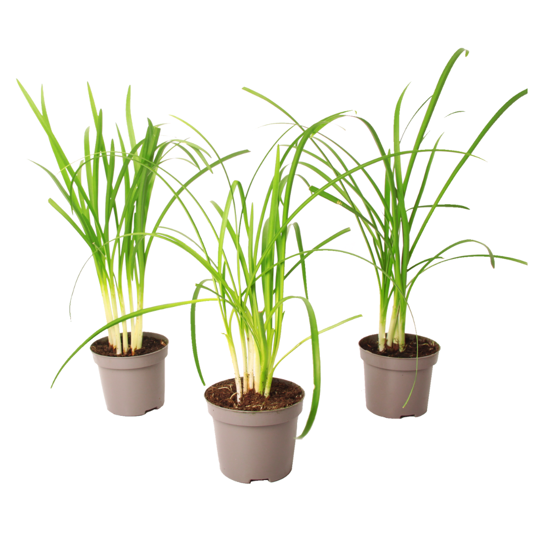 Usturoiul Dulce - 3 buc - Tulbaghia violacea - Înălţime 15-25cm - ⌀9cm