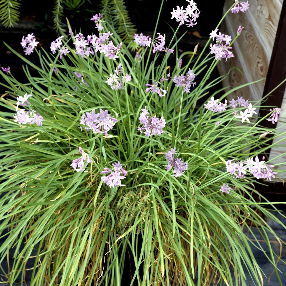 Usturoiul Dulce - 6 buc - Tulbaghia violacea - Înălţime 15-25cm - ⌀9cm